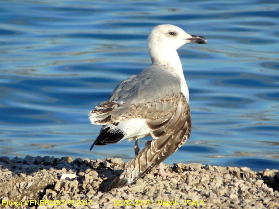 18 - Gabbiano ferito - Wounded seagull